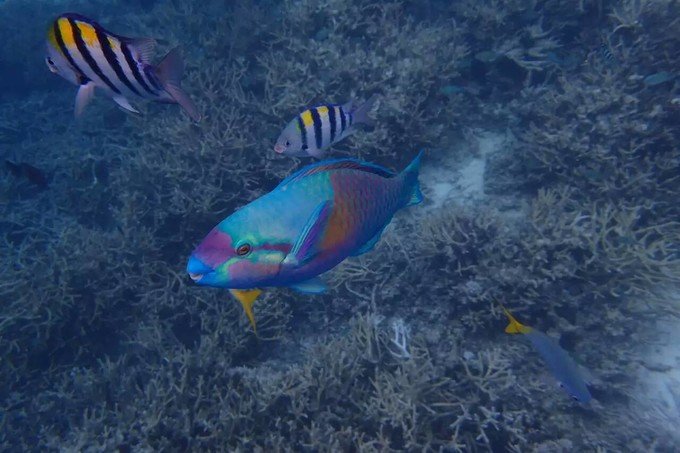 看鲨鱼，玩泥巴，看男人穿婚纱，带你看不一样的帕劳