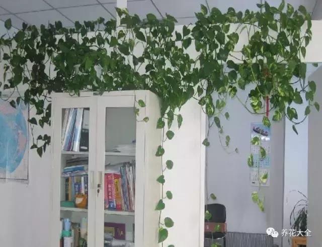 小小的绿萝，竟然完爆你家其他花，甩出十条街都不止！