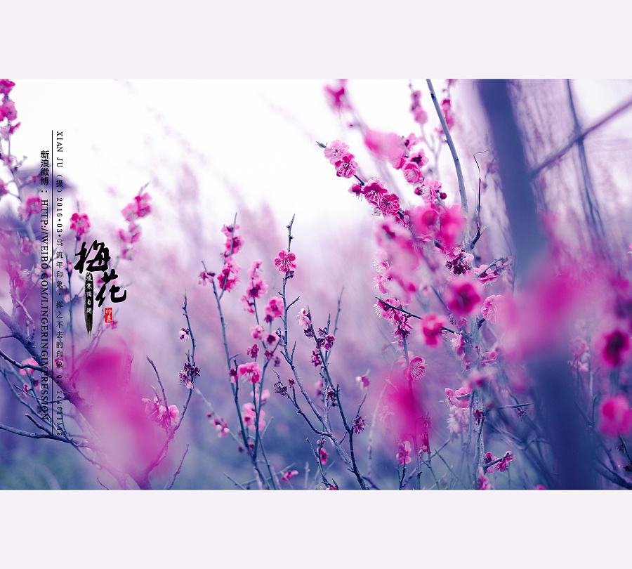 中国古今最经典十首梅花诗词,最有骨气的梅花诗