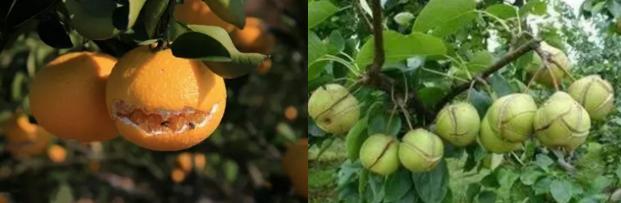 苹果缺钙裂果是什么原因,葡萄缺钙缺硼容易裂果吗