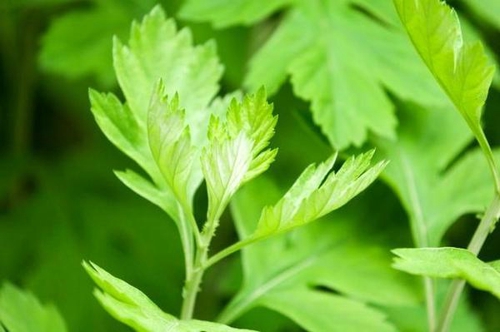 “家有三年艾，郎中不用来”，原来艾叶这么牛！