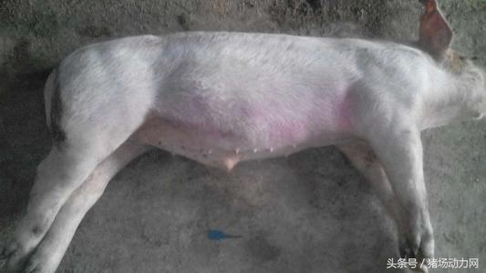 母猪产后几天仔猪不明原因死,刚下崽的母猪反复发烧怎么处理