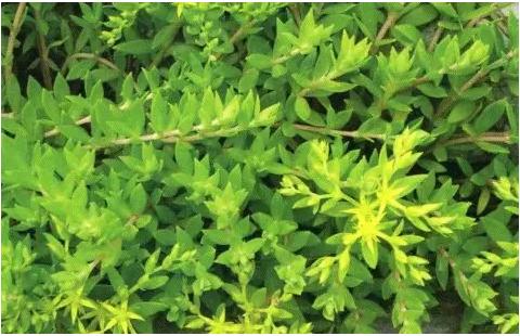 身边常见草药图片及价格,身边最常见的中草药图片大全