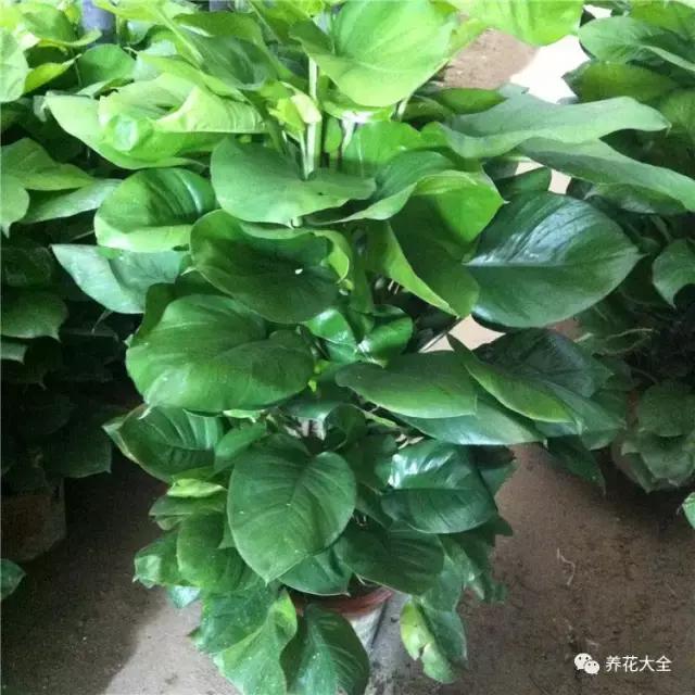 小小的绿萝，竟然完爆你家其他花，甩出十条街都不止！