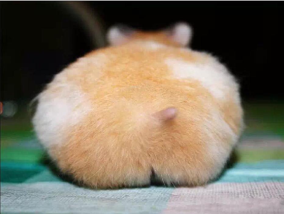 小仓鼠幼鼠可以吃什么,仓鼠幼鼠最爱吃什么