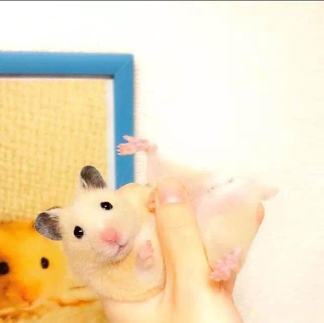 小仓鼠幼鼠可以吃什么,仓鼠幼鼠最爱吃什么