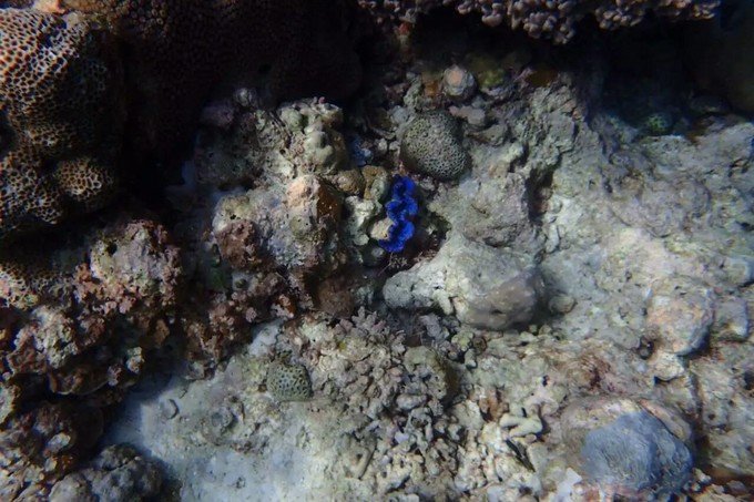 看鲨鱼，玩泥巴，看男人穿婚纱，带你看不一样的帕劳