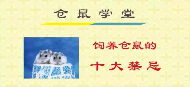 新手养仓鼠十大禁忌,饲养仓鼠的十大禁忌有哪些呢