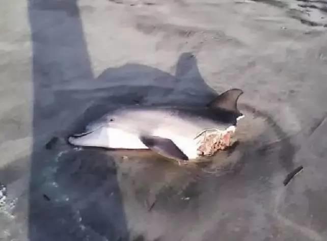 虎鲸和海豚打得赢鲨鱼吗,巨齿鲨打得过巨型虎鲸吗