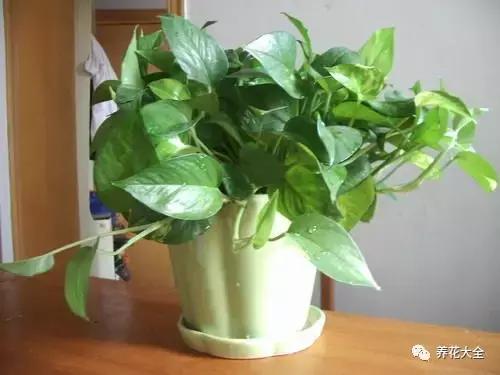 小小的绿萝，竟然完爆你家其他花，甩出十条街都不止！