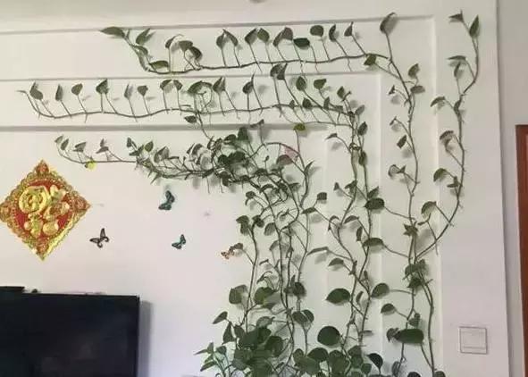 小小的绿萝，竟然完爆你家其他花，甩出十条街都不止！