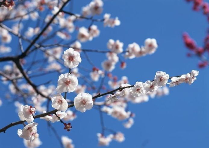 中国古今最经典十首梅花诗词,最有骨气的梅花诗