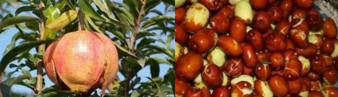 苹果缺钙裂果是什么原因,葡萄缺钙缺硼容易裂果吗