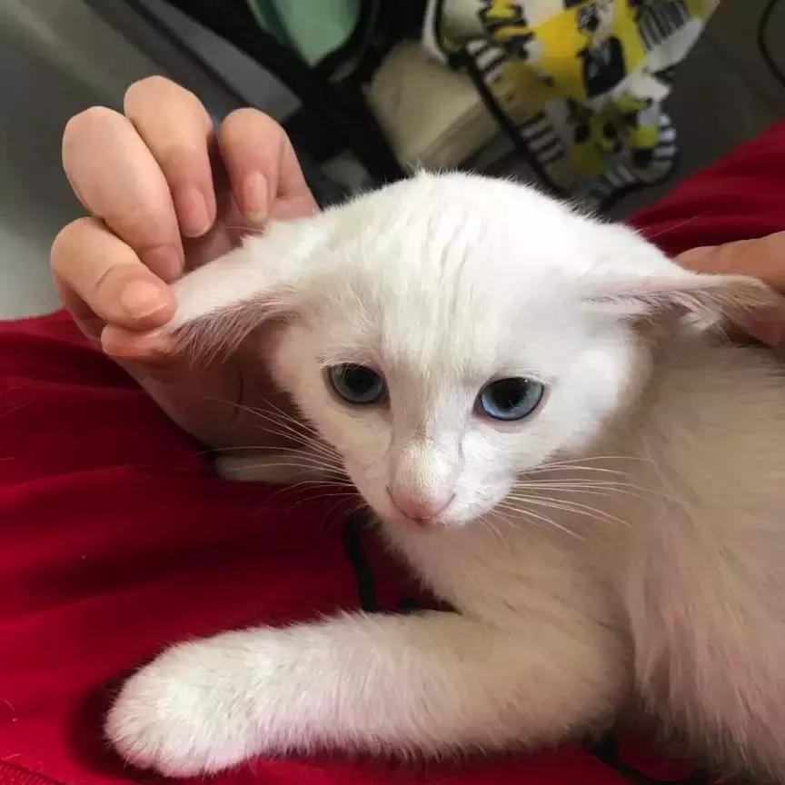 养一只猫咪需要多少钱,没有钱可以养猫咪吗