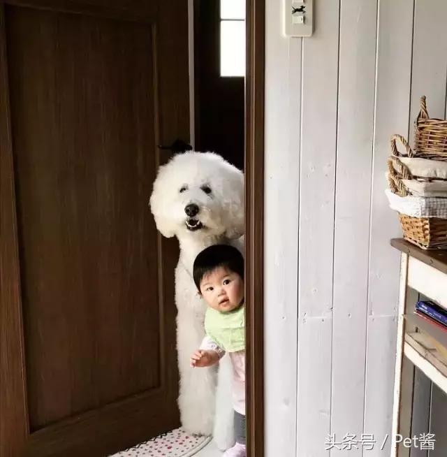 两个月的巨型贵宾犬,七个月大的巨型贵宾犬