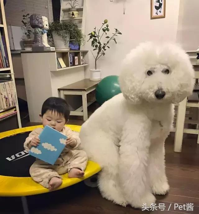 两个月的巨型贵宾犬,七个月大的巨型贵宾犬