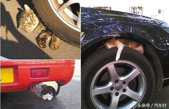爱车被动物入侵怎么办,爱车遭小猫破坏