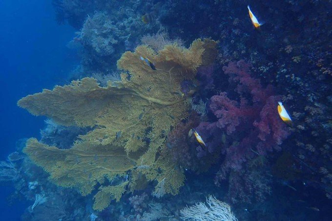 看鲨鱼，玩泥巴，看男人穿婚纱，带你看不一样的帕劳