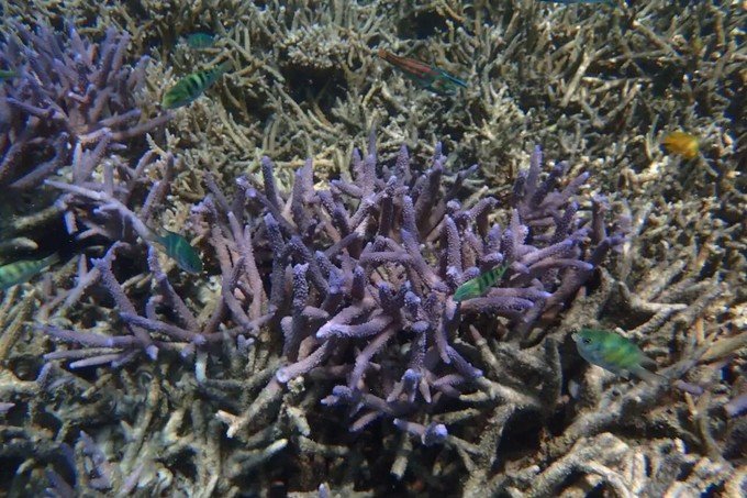 看鲨鱼，玩泥巴，看男人穿婚纱，带你看不一样的帕劳