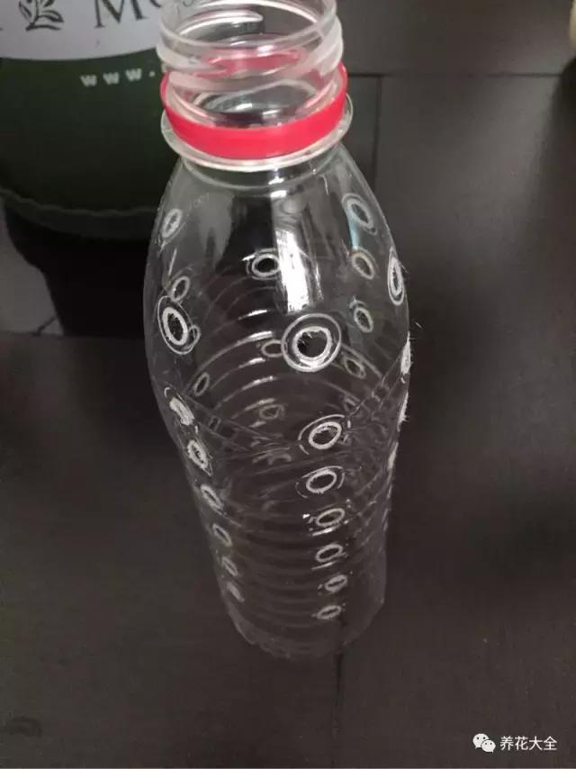 小小的绿萝，竟然完爆你家其他花，甩出十条街都不止！