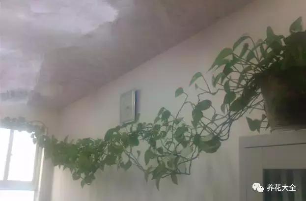 小小的绿萝，竟然完爆你家其他花，甩出十条街都不止！