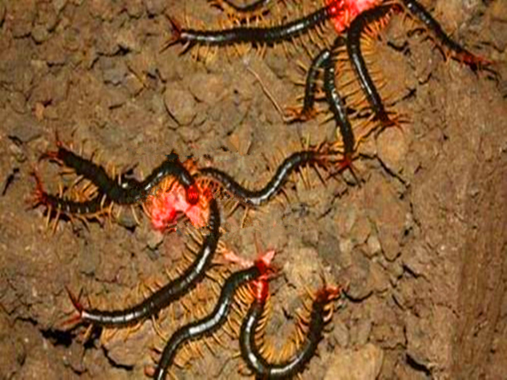 农民增收好点子，捕捉蜈蚣挣钱，被咬后自找草药医治，月入千元