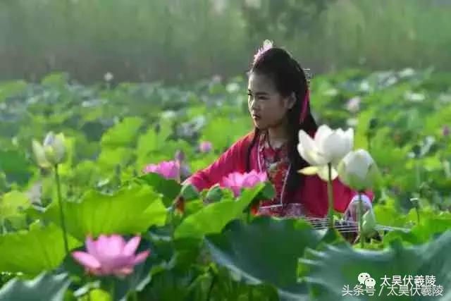 淮阳龙湖风景区荷花几月盛开,龙湖赏荷旅游月启幕