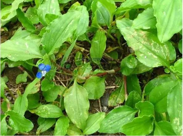 身边常见草药图片及价格,身边最常见的中草药图片大全