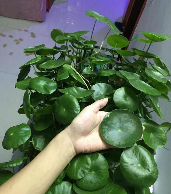 养得特别好看的铜钱草,铜钱草圆圆的叶子像铜钱非常好养