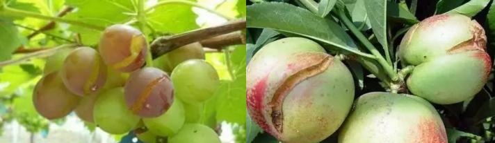 苹果缺钙裂果是什么原因,葡萄缺钙缺硼容易裂果吗