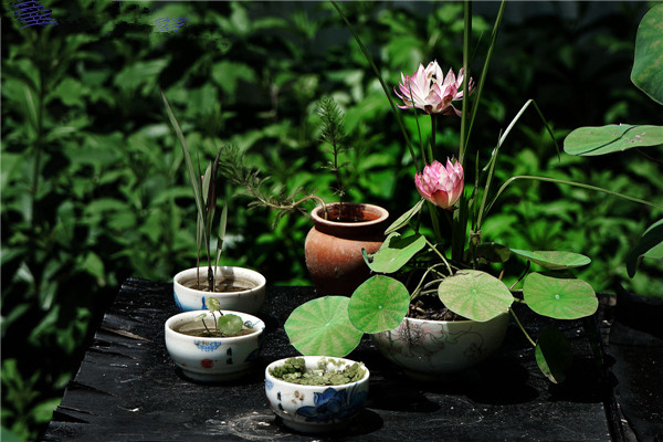 碗莲什么季节开花花期有多久,碗莲哪个品种花期长一点