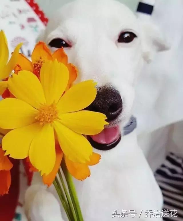 你见过有如此灵性的狗吗,难得一见的好看狗