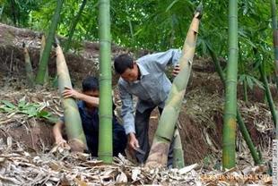 农民常见植物有哪些,农村常见的植物科普