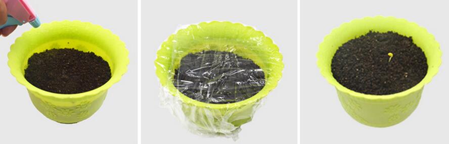 如何养护清新百搭的薰衣草小盆栽,盆栽薰衣草枯萎了怎么救活呢图片