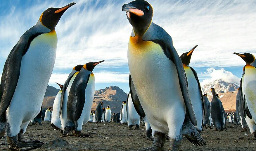 自媒体企鹅号怎么提高日发视频数,企鹅号文章怎么提高推荐量