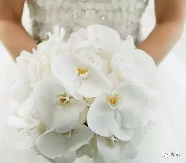 复古捧花品种,常见捧花品种