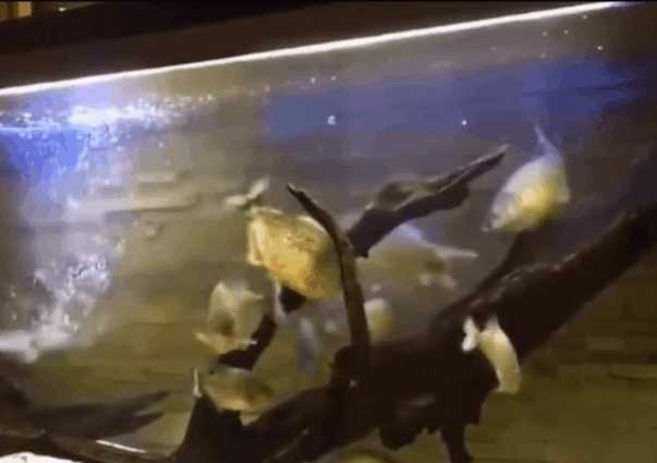 潜水员海底发现神秘巨型柱状生物,潜水员在水下发现异形生物