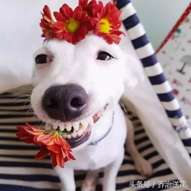 你见过有如此灵性的狗吗,难得一见的好看狗