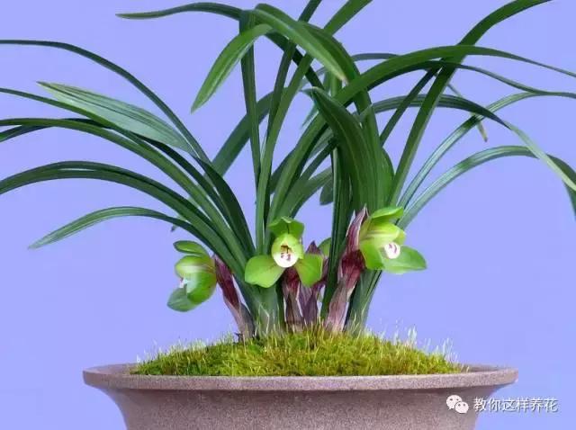 中国国花有什么样的品质,中国国花有什么品质