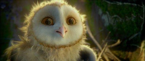 猫头鹰能当宠物吗视频,猫头鹰可以当宠物养吗