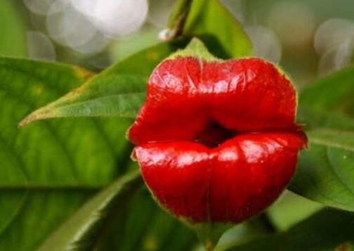 令人毛骨悚然的五种巨型生物,最稀有的10种菌类