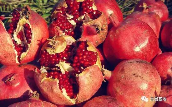 即将收获的石榴既美观又美味,又大又红的石榴真好吃