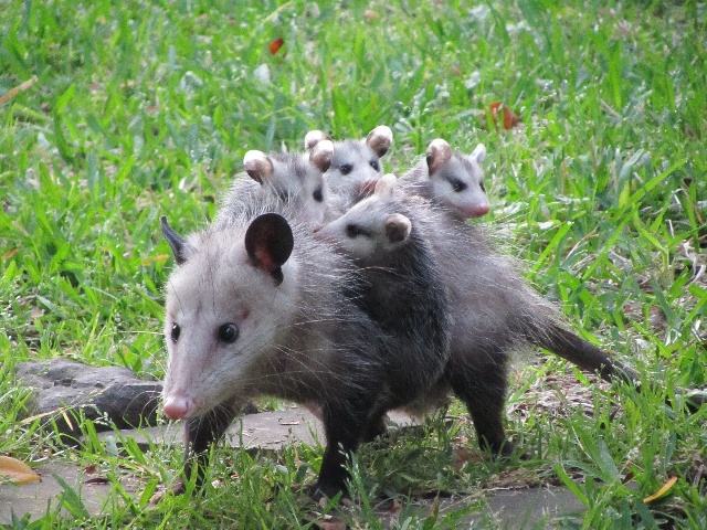 盘点那些超可爱的动物幼崽,十大最萌国宝级动物