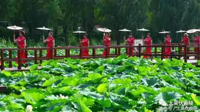 淮阳龙湖风景区荷花几月盛开,龙湖赏荷旅游月启幕