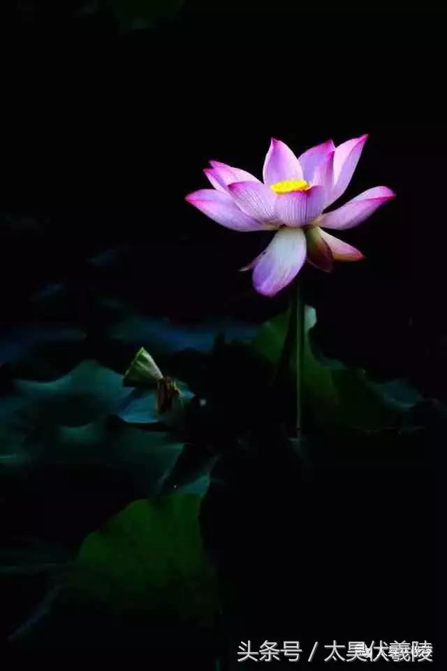 淮阳龙湖风景区荷花几月盛开,龙湖赏荷旅游月启幕