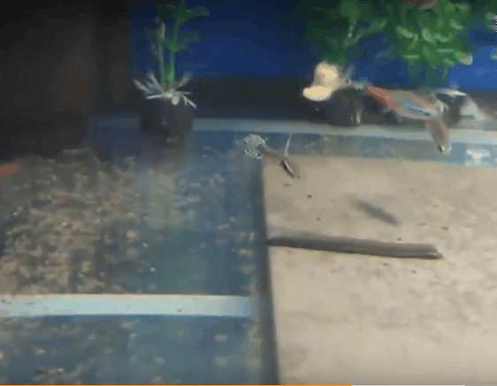 潜水员海底发现神秘巨型柱状生物,潜水员在水下发现异形生物