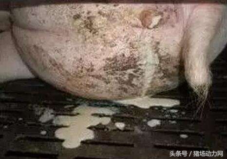 母猪产后几天仔猪不明原因死,刚下崽的母猪反复发烧怎么处理