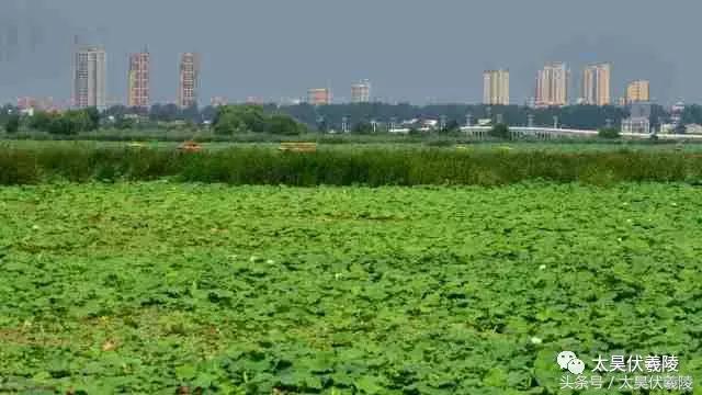 淮阳龙湖风景区荷花几月盛开,龙湖赏荷旅游月启幕