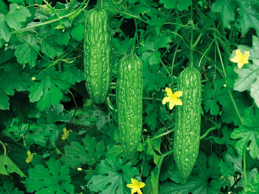 农民种植哪些水果多一些,十大适合农村种植的蔬菜项目推荐