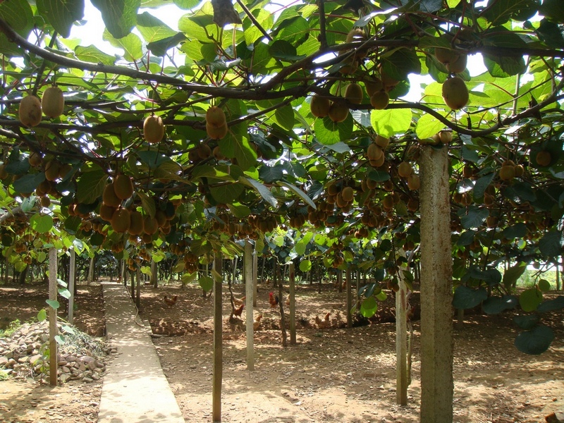 农民种植哪些水果多一些,十大适合农村种植的蔬菜项目推荐